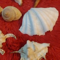 Vendora ΔΙΑΦΟΡΑ ΚΟΧΥΛΙΑ ΓΙΑ ΔΙΑΚΟΣΜΗΣΗ -vendora shop 1f7c3d1c51301bda36895288536b1b797e7b5a90 xl