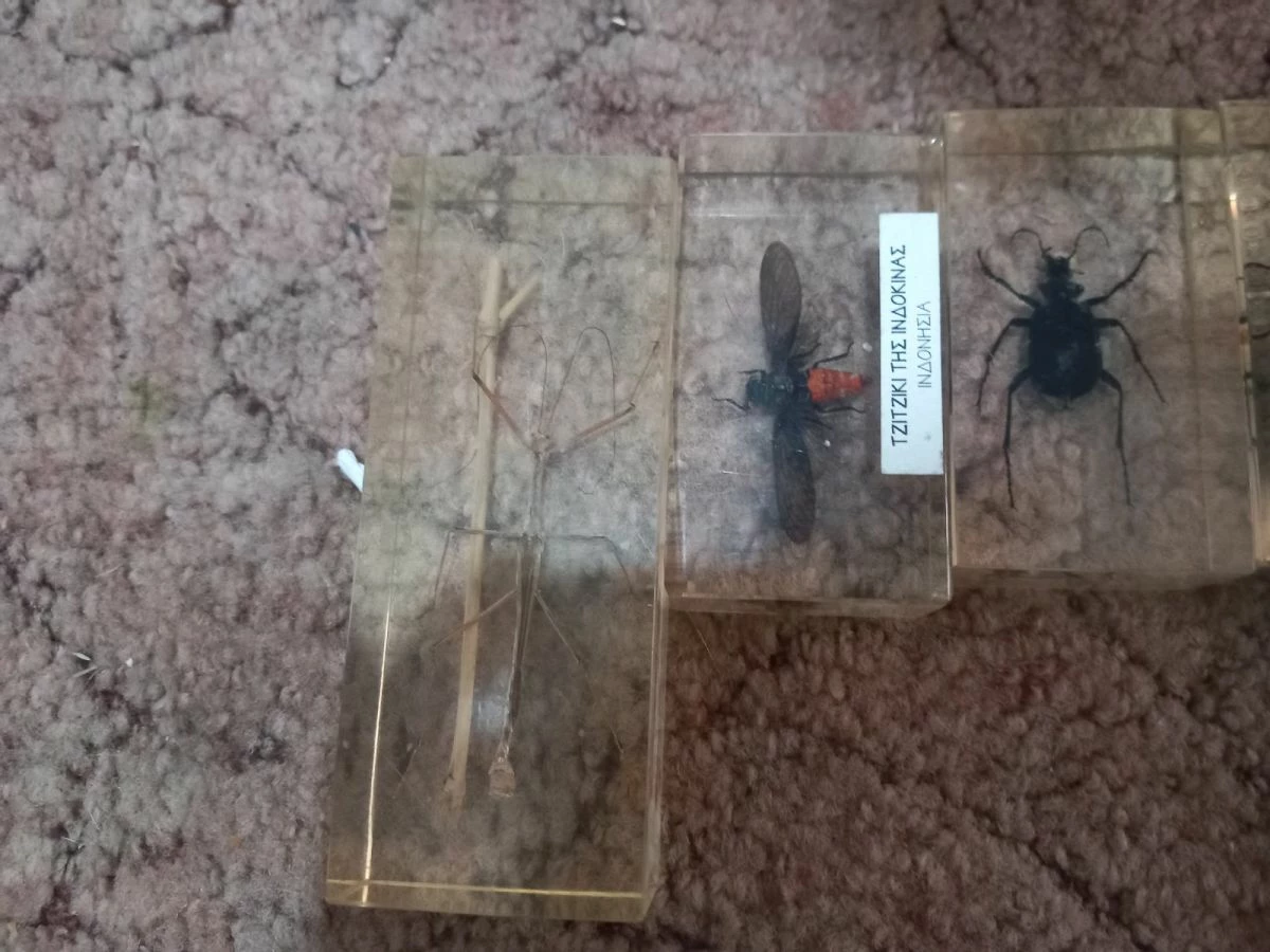 Vendora Silogi Apo Endoma Apo Olos Tis Xores Tou Kosmou 5 Vendora Silogi Apo Endoma Apo Olos Tis Xores Tou Kosmou - Image 3