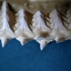 Vendora Σιαγόνα με δόντια καρχαρία σκελετός -vendora shop 1ff0c701f35bd2a207a388cc18a3a6073eb56ac9 xl