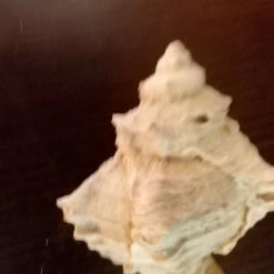 Vendora 12 Κοχύλια της 10ετίας του 1970 -vendora shop 202bf6f9faac17b792109e9a536991cb8320690c xl