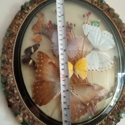 Vendora ΠΕΤΑΛΟΥΔΕΣ ΒΑΛΣΑΜΩΜΕΝΕΣ ΒΡΑΖΙΛΙΑ 1984 -vendora shop 21591e5103964866d3f11f6bf4953b099c7b0e04 xl