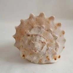 Vendora ΚΟΧΥΛΙΑ Natural Big Sea Shells Snail Wanbao Conch Helmet Shell 14 Vendora ΚΟΧΥΛΙΑ Natural Big Sea Shells Snail Wanbao Conch Helmet Shell -vendora shop 2240e4b038d2d95c5a2376659b3d78e8d64f068c xl