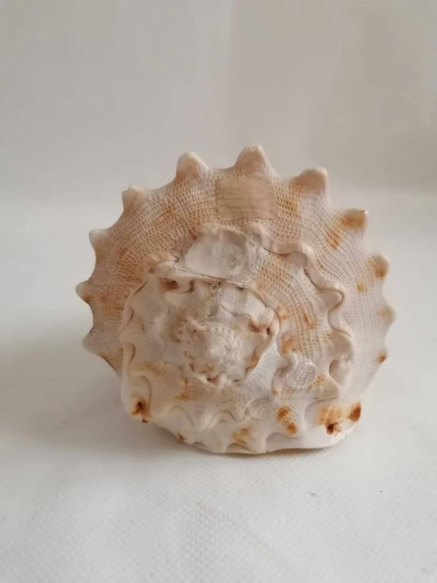 Vendora ΚΟΧΥΛΙΑ Natural Big Sea Shells Snail Wanbao Conch Helmet Shell 8 Vendora ΚΟΧΥΛΙΑ Natural Big Sea Shells Snail Wanbao Conch Helmet Shell - Image 6