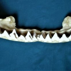 Vendora Σιαγόνα με δόντια καρχαρία σκελετός -vendora shop 22866598e50dbe46014bc18656e0a6e798946bb6 xl