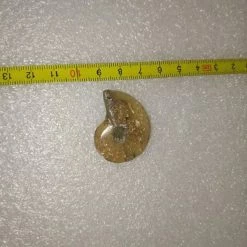 Vendora Απολιθωμα Πετρωμα Κοχυλι Μαδαγασκαρης -vendora shop 22c71c933965aa8ba7fe63fe964f2e484d027d05 xl