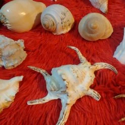 Vendora ΔΙΑΦΟΡΑ ΚΟΧΥΛΙΑ ΓΙΑ ΔΙΑΚΟΣΜΗΣΗ -vendora shop 2316b4a7c98513b8c9208f246506130ae90e94d6 xl