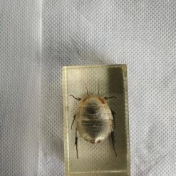 Vendora ΕΠΙΤΡΑΠΈΖΙΑ ΔΙΑΚΟΣΜΗΤΙΚΆ ΜΕ ΑΡΘΡΟΠΟΔΑ ΠΕΡΙΚΛΥΟΜΕΝΑ ΜΕ ΓΥΑΛΊ (ΠΑΚΈΤΟ 6 ΤΕΜΑΧΙΑ) -vendora shop 24fcf51340eef83b950f69dcc9c8d4a4c13fd9ab xl