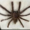 Vendora Tarantula "Eurypeima Spinicrus" βαλσαμωμένη -vendora shop 27a7a5e474b24d43c7b44df3e5fffe0e3d1b33a5 xl