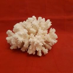 Vendora Φυσικός κοραλλιογενής ύφαλος.Διαστάσεις:17χ13 εκ -vendora shop 2896753643576e8db3627a40963582599d30aafa xl