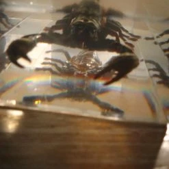 Vendora Μεγάλος Σκορπιός -vendora shop 28b863345ad0795204f373636917d2ecdeae8b3a xl