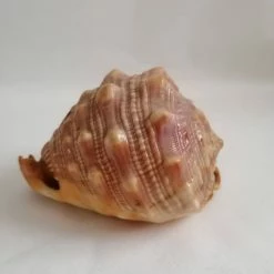 Vendora ΚΟΧΥΛΙΑ Natural Big Sea Shells Snail Wanbao Conch Helmet Shell -vendora shop 28c2083a754f7070cac14f98a32b797622005db2 xl