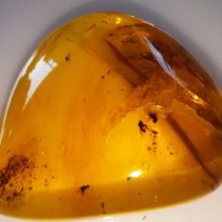 Vendora ΝΈΑ ΠΑΡΑΛΑΒΉ. ΛΙΘΟΣ ΑΠΟ ΚΕΧΡΙΜΠΆΡΙ ΒΑΛΤΙΚΗΣ, WITH INSECTS, ΚΑΤΑΛΛΗΛΟ ΓΙΑ ΜΕΝΤΑΓΙΌΝ. 10, 72 ΓΡΑΜΜΑΡΊΩΝ. -vendora shop 2946870bc6cbc3c93e7c1fcee617b01b3f8cebce xl