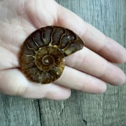 Vendora Αμμωνιτης