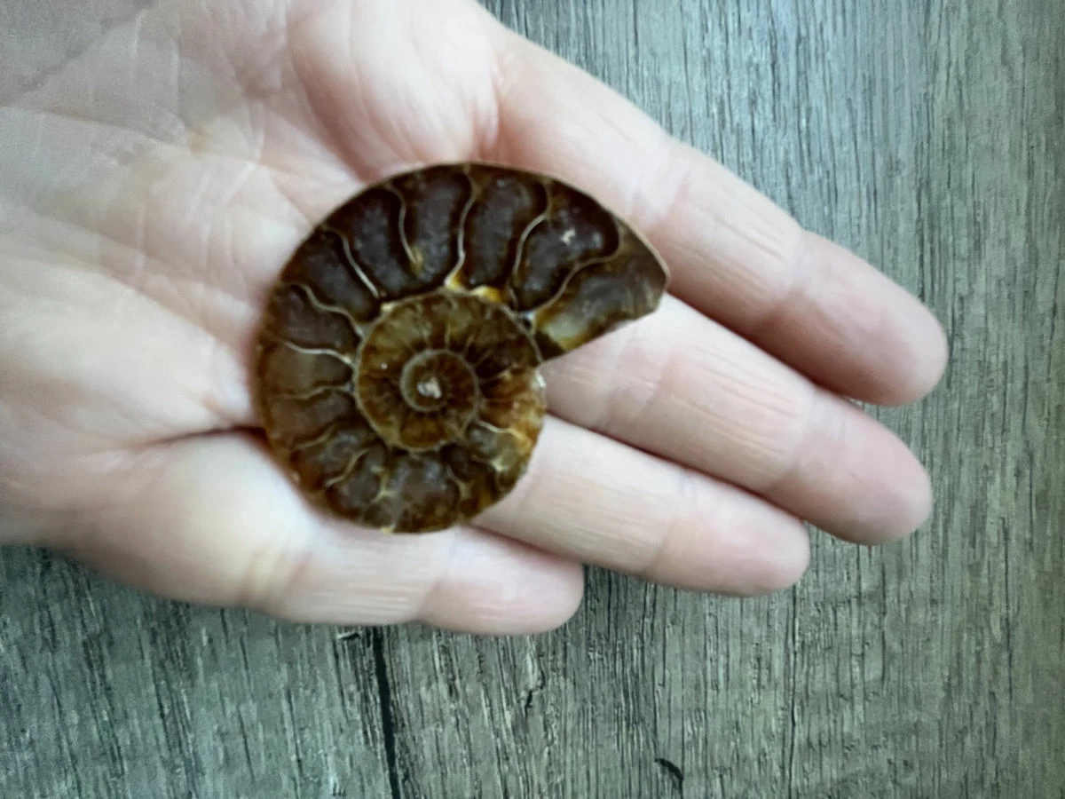 Vendora Αμμωνιτης 2 Vendora Αμμωνιτης