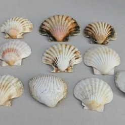 Vendora Κοχυλια. -vendora shop 2bf1e2ea413b87ba08d98cb39e10b62d83e8ee6d xl