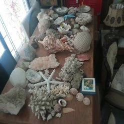 Vendora ΚΟΧΥΛΙΑ ΟΣΤΡΑΚΑ. ΠΕΤΡΩΜΑΤΑ η τιμή είναι για ολα 23 Vendora ΚΟΧΥΛΙΑ ΟΣΤΡΑΚΑ. ΠΕΤΡΩΜΑΤΑ η τιμή είναι για ολα -vendora shop 2c3df918da38612a64cbb04738343a1f116a6f44 xl