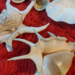 Vendora ΔΙΑΦΟΡΑ ΚΟΧΥΛΙΑ ΓΙΑ ΔΙΑΚΟΣΜΗΣΗ -vendora shop 2c3f0a63a41f050068ba550e917a7166b2e5743d xl