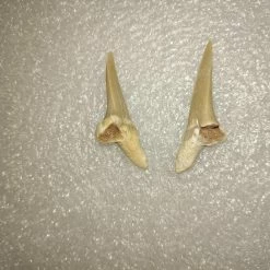 Vendora Φυσικα Δοντια Καρχαρια -vendora shop 2c56fe44bbca09cb2d05fb5701ac43cfe302bd70 xl