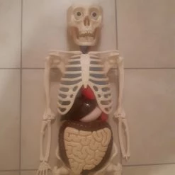 Vendora Πωλείται σκελετός " ανθρώπινο σώμα "