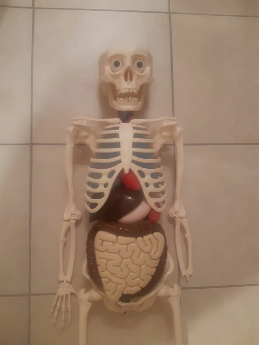 Vendora Πωλείται σκελετός " ανθρώπινο σώμα " 3 Vendora Πωλείται σκελετός " ανθρώπινο σώμα "