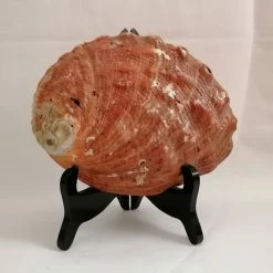 Vendora ΚΟΧΥΛΙΑ Large Abalone Shell Pacific Mother Of Pearls - Rare Find Coral Peach Color