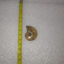 Vendora Απολιθωμα Πετρωμα Κοχυλι Μαδαγασκαρης -vendora shop 2dd30106ffd699efad5fe77054719b249941c787 xl