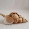 Vendora ΚΟΧΥΛΙΑ Natural Big Seashell Conch Mussel Large Seashell Snail Aquarium 1 Vendora ΚΟΧΥΛΙΑ Natural Big Seashell Conch Mussel Large Seashell Snail Aquarium -vendora shop 2e484d5efc0521c6173f12fce715bebe07a01839 xl