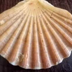 Vendora 12 Κοχύλια της 10ετίας του 1970 -vendora shop 2e6b0431109f070836e02cf45a6c7974c30919b9 xl