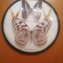 Vendora Σπάνια συλλεκτική κορνίζα με πεταλούδες από την διάσημη κοιλάδα με τις πεταλούδες της Ρόδου -vendora shop 2eaad1433b888276545009432b9125eb246fdef7 xl