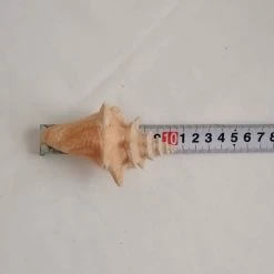 Vendora ΚΟΧΥΛΙΑ Natural Conch Shell Dragon Head Snail 10cm -vendora shop 3050b66c2e59f8768d402730461ded5592fa1fe3 xl