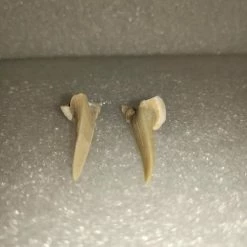 Vendora Φυσικα Δοντια Καρχαρια