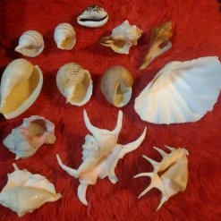 Vendora ΔΙΑΦΟΡΑ ΚΟΧΥΛΙΑ ΓΙΑ ΔΙΑΚΟΣΜΗΣΗ -vendora shop 33604b230982b857d87e3160ba3d9fe44cc783af xl