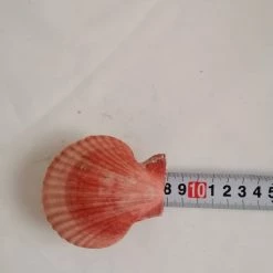 Vendora ΚΟΧΥΛΙΑ Natural Seashell Sealed Pink Shell 8cm -vendora shop 343830e1932516ddc3fd36071ab139e3e0d4c4af xl