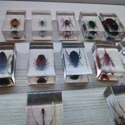 Vendora Συλλογή Σπάνιων ειδών εντόμων -vendora shop 352eb0e7382e0f8bf697f5c8175169c0b116e2c3 xl