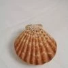 Vendora ΚΟΧΥΛΙΑ Natural Seashell Sealed Pink Shell 7,5cm
