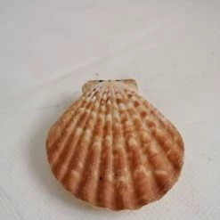 Vendora ΚΟΧΥΛΙΑ Natural Seashell Sealed Pink Shell 7,5cm