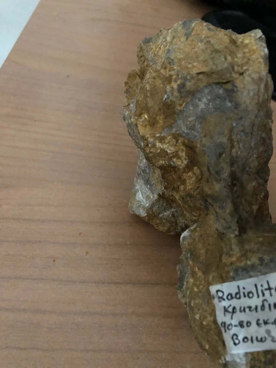 Vendora Radiolitis 4 Vendora Radiolitis - Image 2