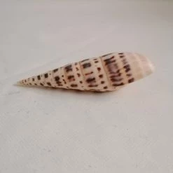 Vendora ΚΟΧΥΛΙΑ Natural Spiral Shell Craft Seashells 12cm -vendora shop 36f7ac908e70f6c2e6b945204c6e4680b6e77835 xl