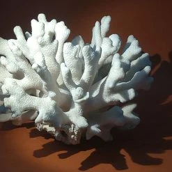 Vendora Φυσικό Κοράλλι λευκό βάρος 1295gr -vendora shop 379a617fa5538efff0c4a7ffa2b1c4657ee2c982 xl