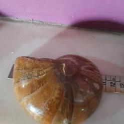 Vendora Απολιθωμα ΑΜΜΩΝΙΤΗΣ -vendora shop 381218653db8018d189561f21148ad0033f31332 xl