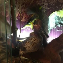 Vendora ΣΥΛΛΟΓΗ ΑΠΟ ΤΑΡΥΧΕΥΜΕΝΑ ΠΟΥΛΙΑ & ΜΙΚΡΟΖΩΑ 21 Vendora ΣΥΛΛΟΓΗ ΑΠΟ ΤΑΡΥΧΕΥΜΕΝΑ ΠΟΥΛΙΑ & ΜΙΚΡΟΖΩΑ -vendora shop 38354e0a85ee1843a18d45b4c8c0c3d59613c3a8 xl