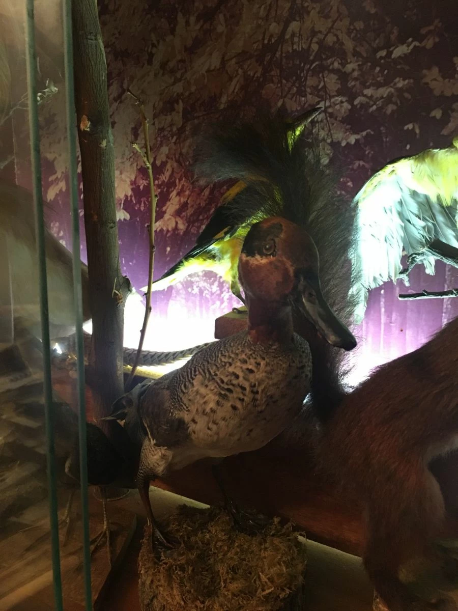 Vendora ΣΥΛΛΟΓΗ ΑΠΟ ΤΑΡΥΧΕΥΜΕΝΑ ΠΟΥΛΙΑ & ΜΙΚΡΟΖΩΑ 10 Vendora ΣΥΛΛΟΓΗ ΑΠΟ ΤΑΡΥΧΕΥΜΕΝΑ ΠΟΥΛΙΑ & ΜΙΚΡΟΖΩΑ - Image 8