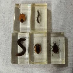 Vendora Συλλογή εντόμων