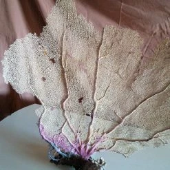 Vendora Φυσικό γνήσιο κοράλλι. 25 Vendora Φυσικό γνήσιο κοράλλι. -vendora shop 3917db99c88621849ae80142eed339abe0addd61 xl