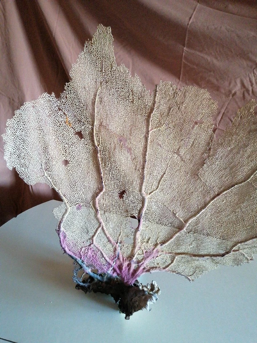 Vendora Φυσικό γνήσιο κοράλλι. 14 Vendora Φυσικό γνήσιο κοράλλι. - Image 12