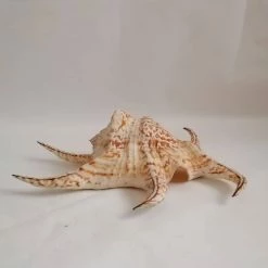 Vendora ΚΟΧΥΛΙΑ Natural Large Conch Shells 24 Cm Natural Water Conch Shells Hexagonal -vendora shop 39ffa08591bd410fbb40636a236dbbfb08f7ebe5 xl