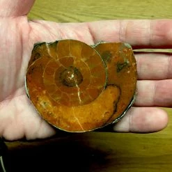 Vendora Απολίθωμα Αμμωνίτης (Ammonite Fossil) -vendora shop 3acad17d2504bcc4981fd564a3142016a9024b6f xl