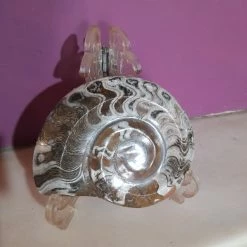 Vendora Απολιθωμα Αμμωνιτης Μαροκου