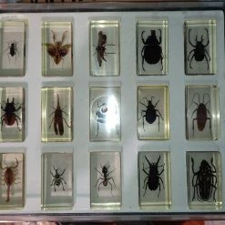 Vendora Συλλογή εντόμων DeAgostini 3