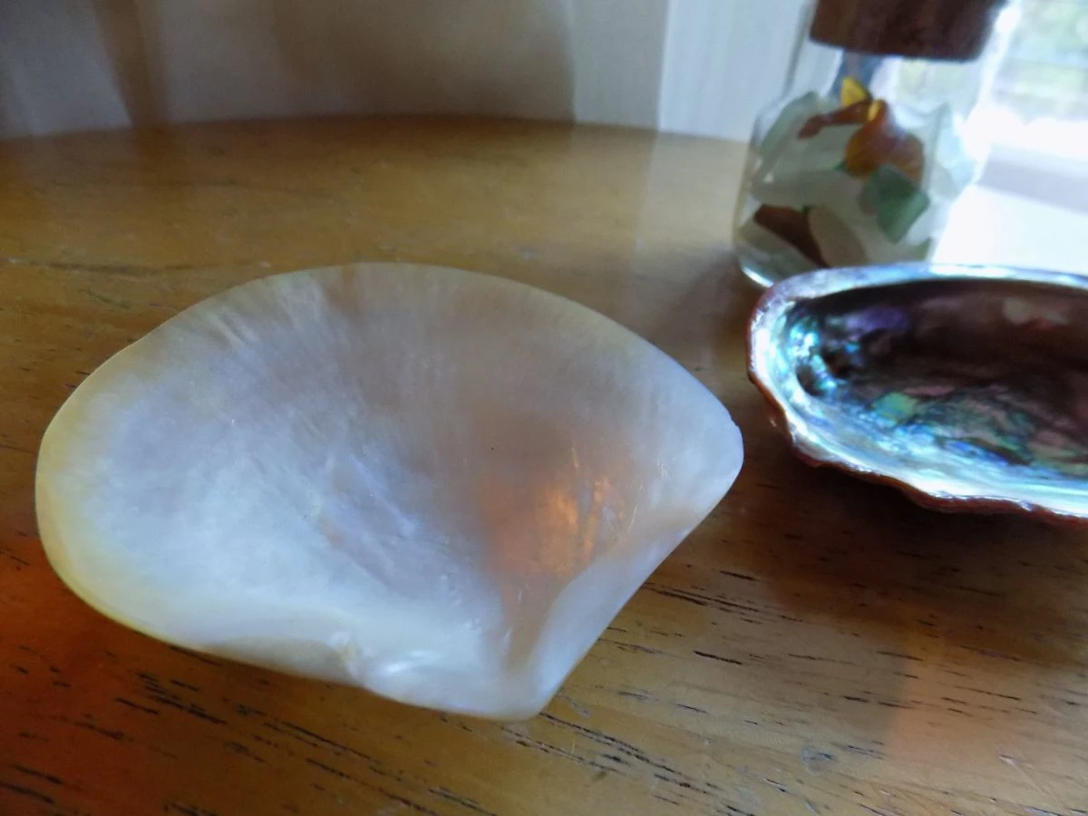 Vendora κοχυλια και διακοσμητικα θαλασσινα 5 Vendora κοχυλια και διακοσμητικα θαλασσινα - Image 3